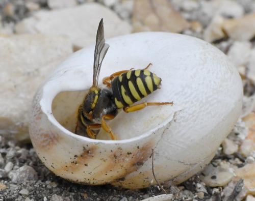 Réf. 283 302 : Rhodanthidium infuscatum